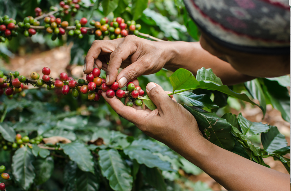 Drying process in specialty coffee